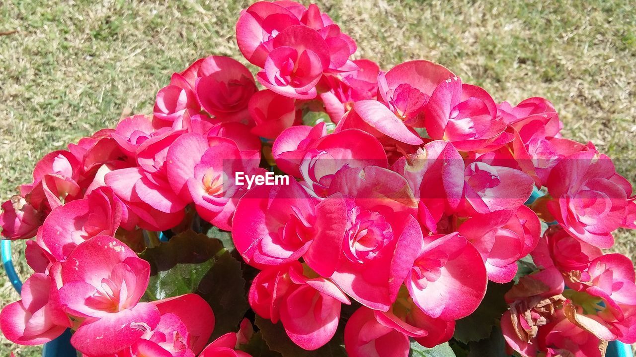 CLOSE-UP OF PINK ROSES BLOOMING
