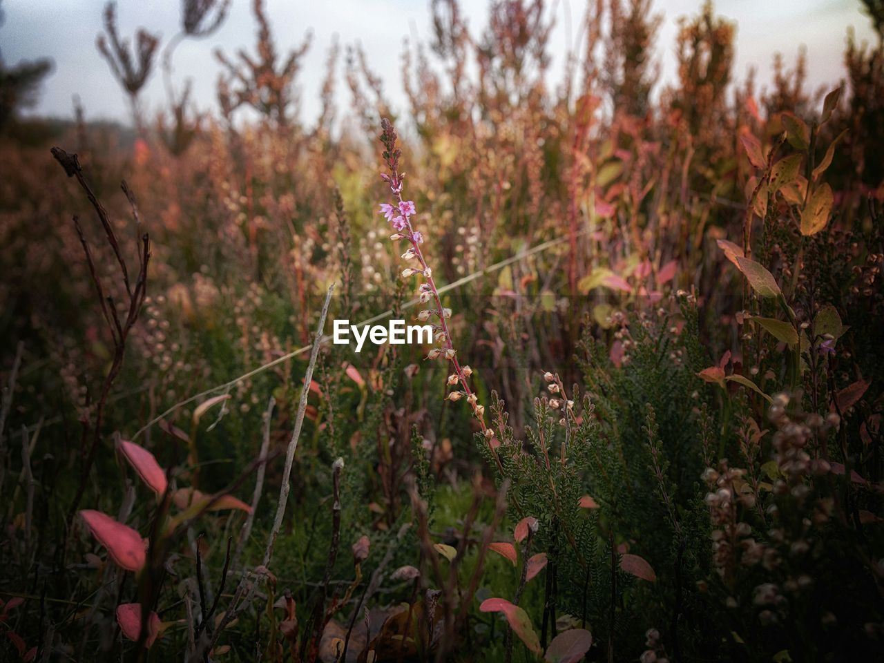 Plants growing on field against sky