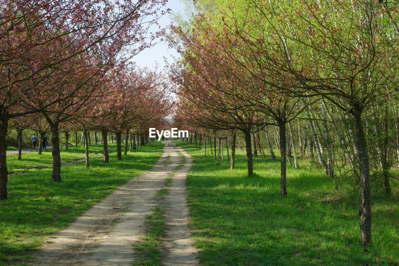 FOOTPATH AMIDST TREES AND PLANTS