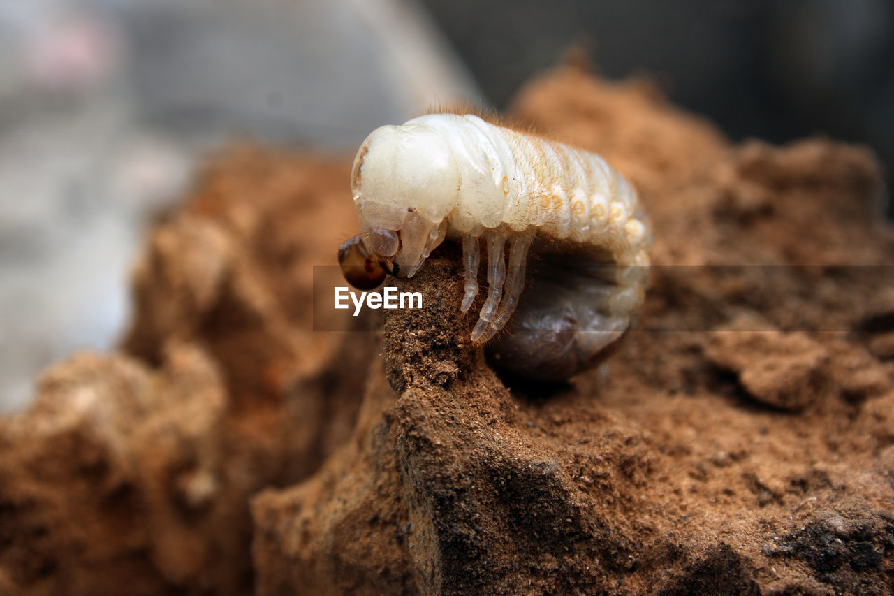 Larva of cockchafer in mud