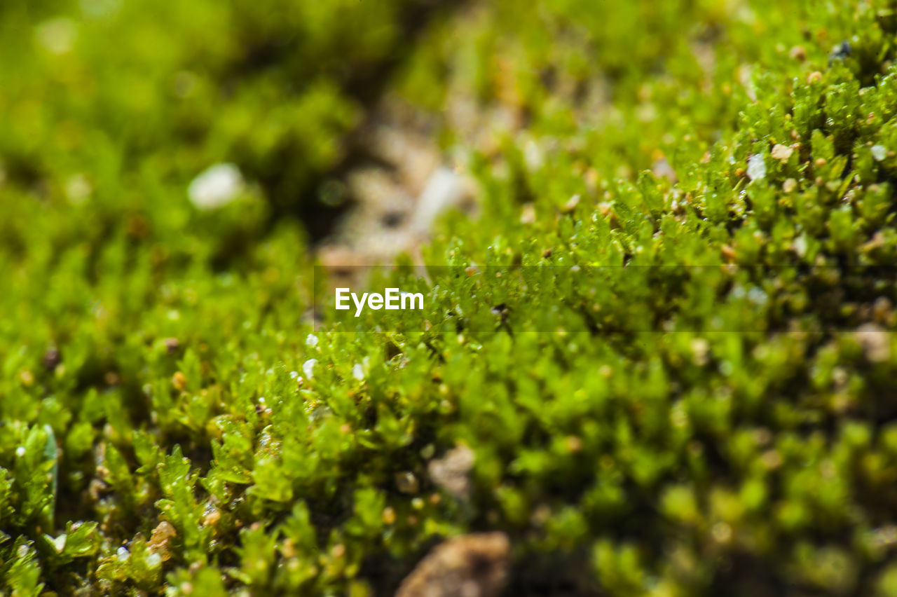 FULL FRAME SHOT OF MOSS GROWING ON LAND