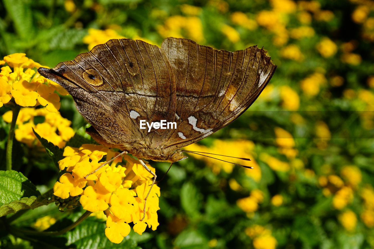 CLOSE-UP OF BUTTERFLY POLLINATING FLOWER