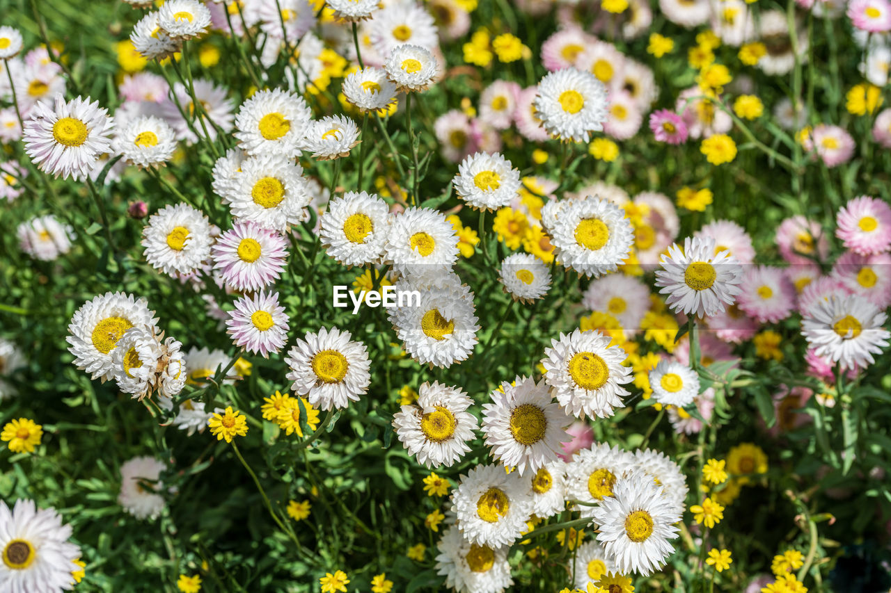 Close-up of white daisy flowers