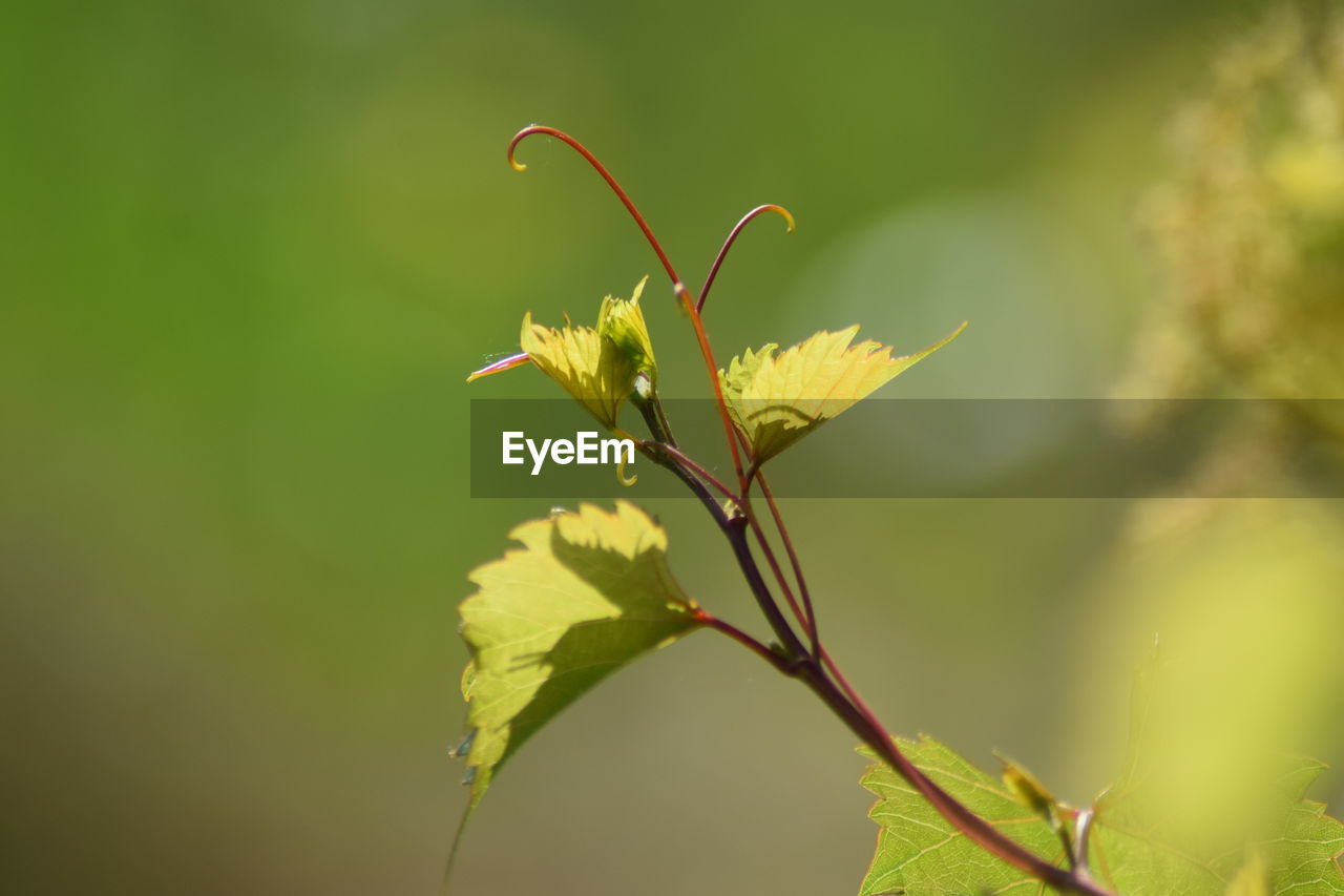 Close-up of green leaves on plant