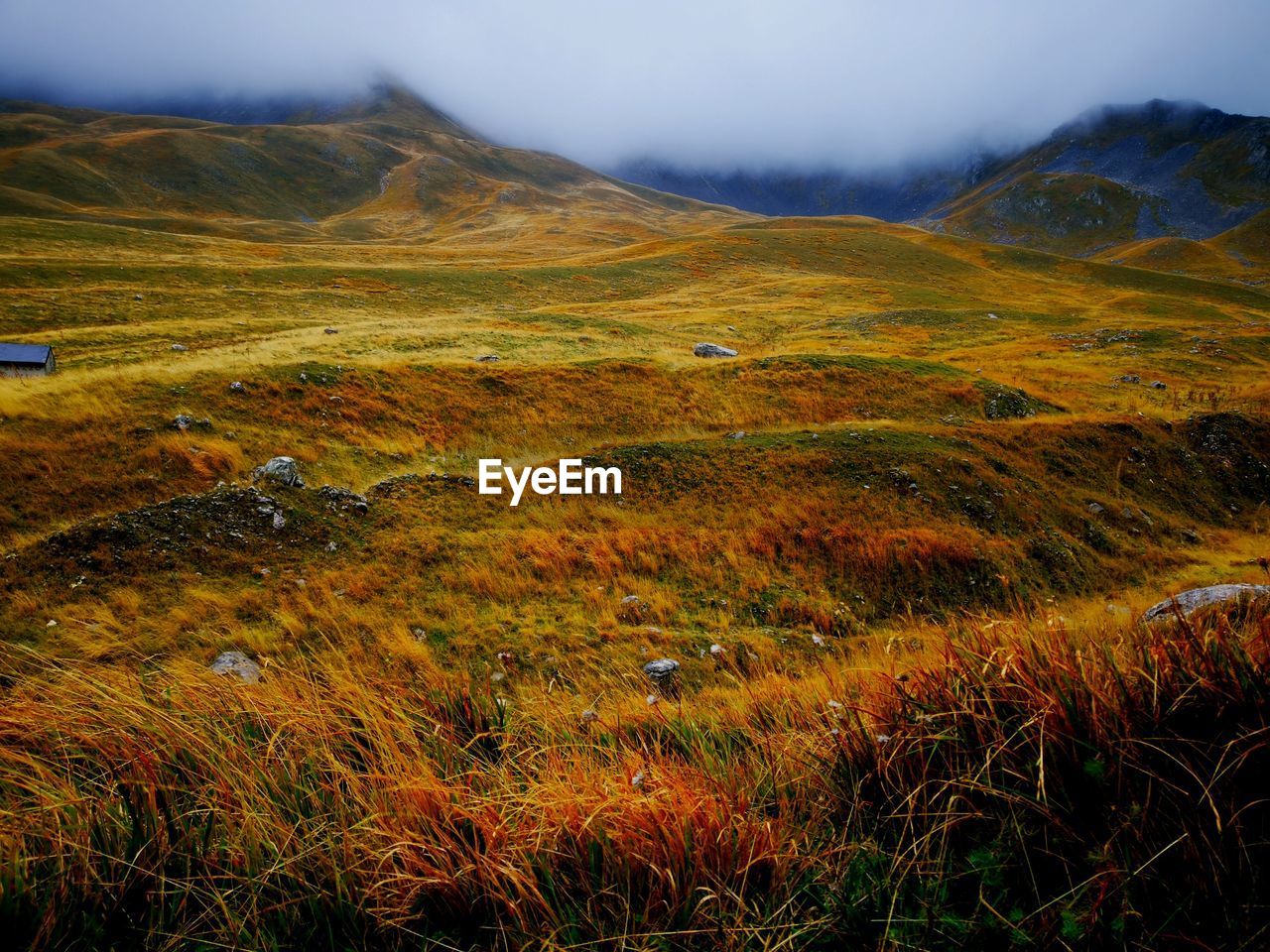 SCENIC VIEW OF GRASSY FIELD AGAINST SKY