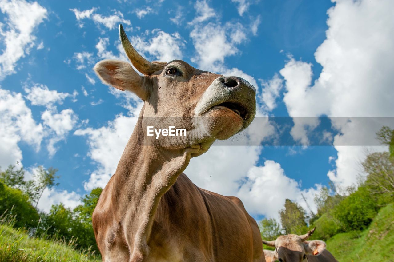 Low angle view of cow on field against sky