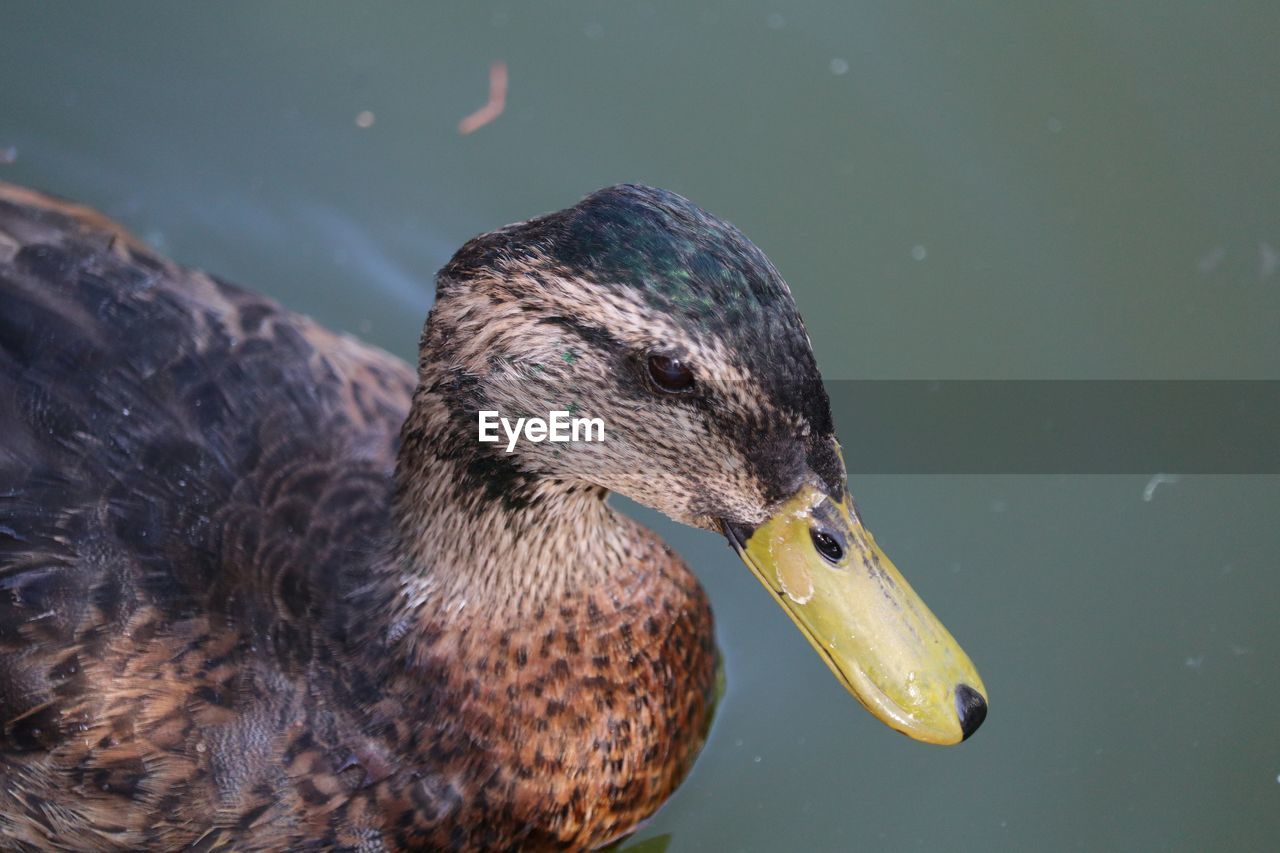 Close-up of mallard duck swimming on lake