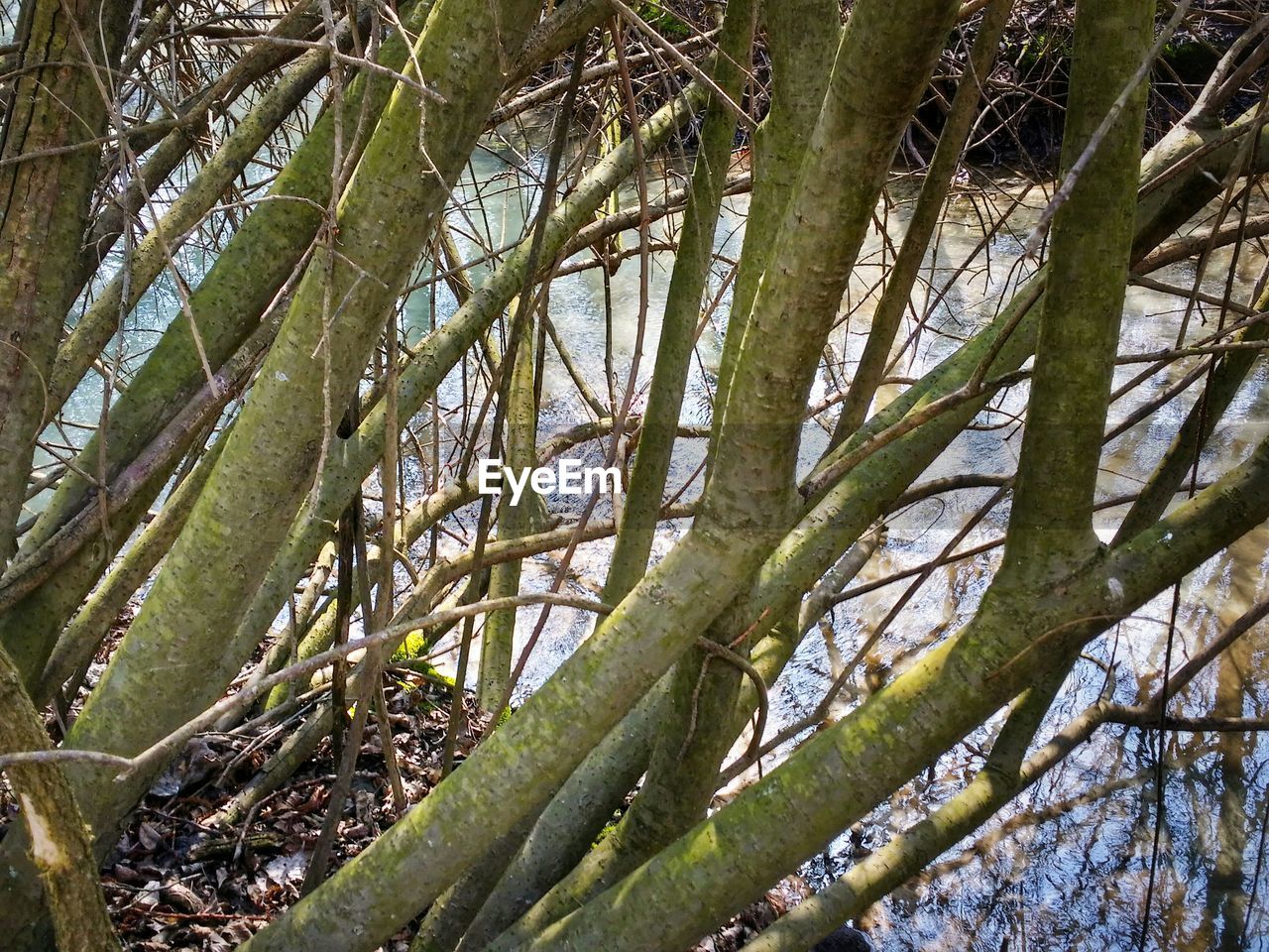 LOW ANGLE VIEW OF TREES