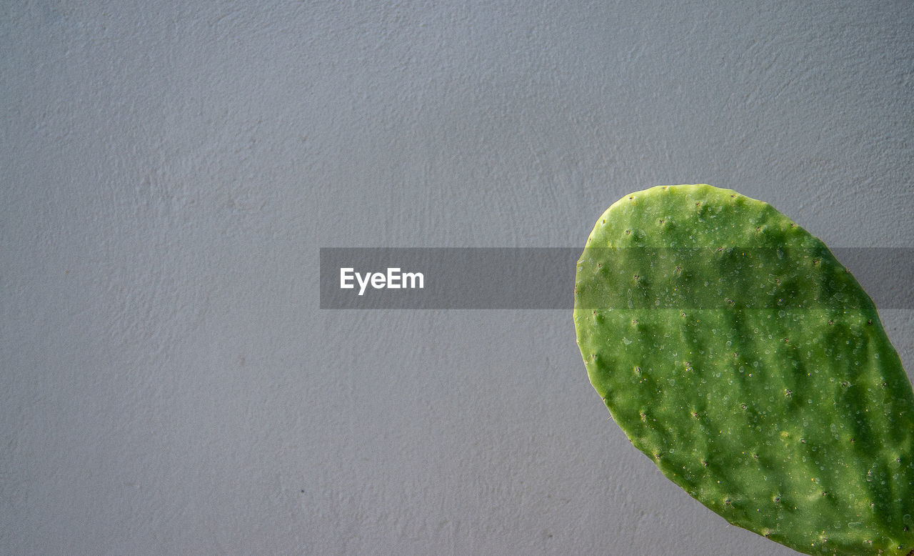 DIRECTLY ABOVE SHOT OF FRUIT AGAINST WHITE WALL