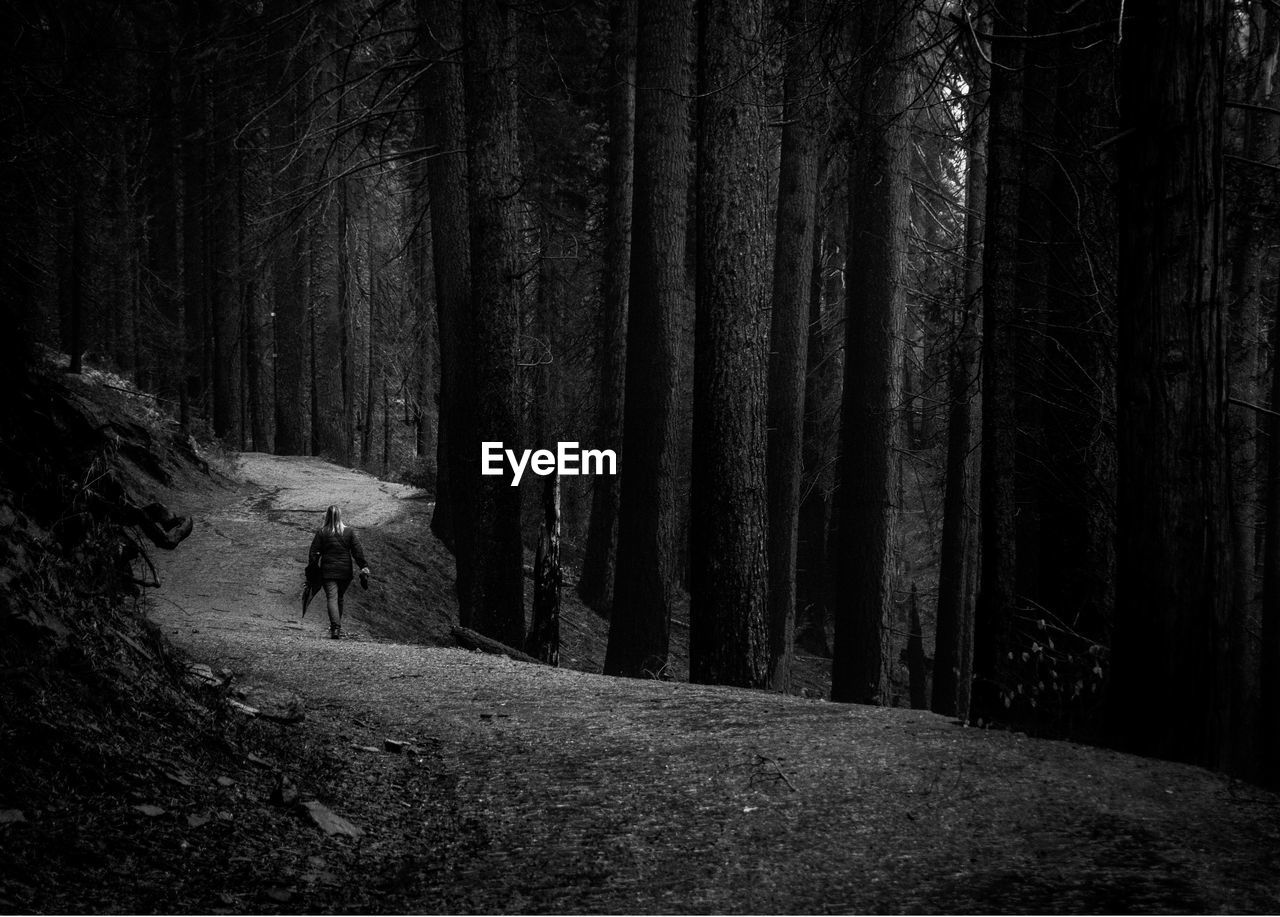 Rear view of woman walking on road amidst trees in forest