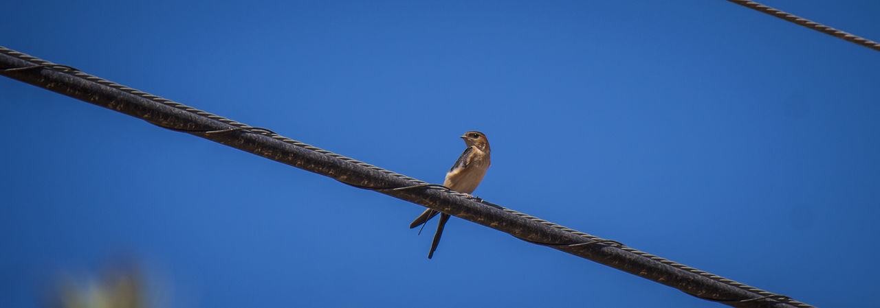 Low angle view of eagle perching on blue sky