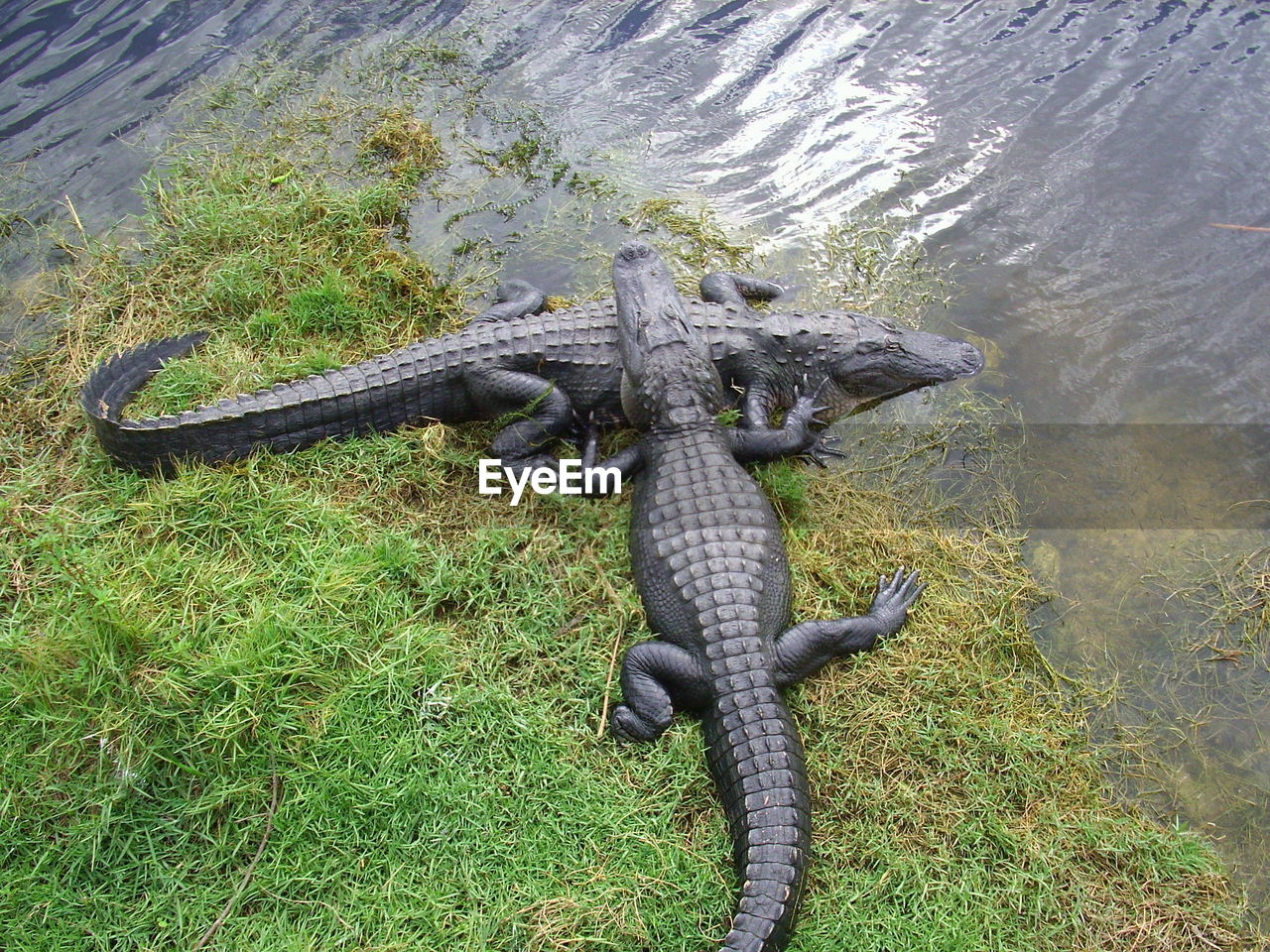 High angle view of crocodiles on grassy field by river
