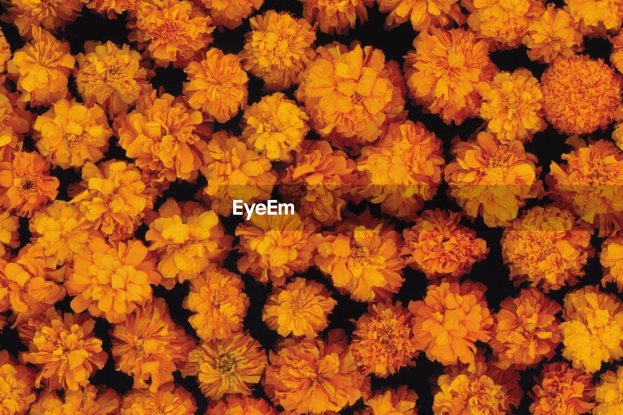 Full frame shot of yellow flowering plants