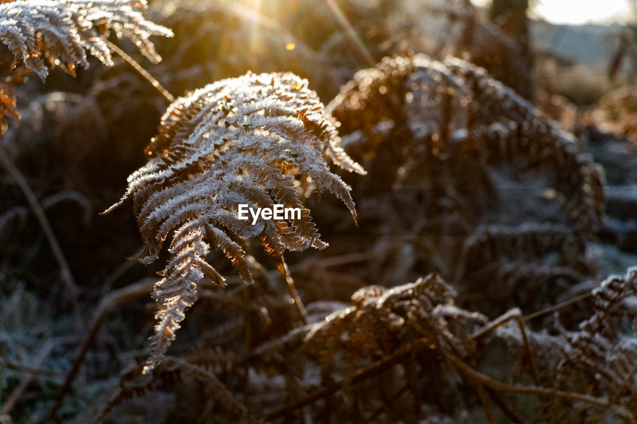 Close-up of frozen plant on land