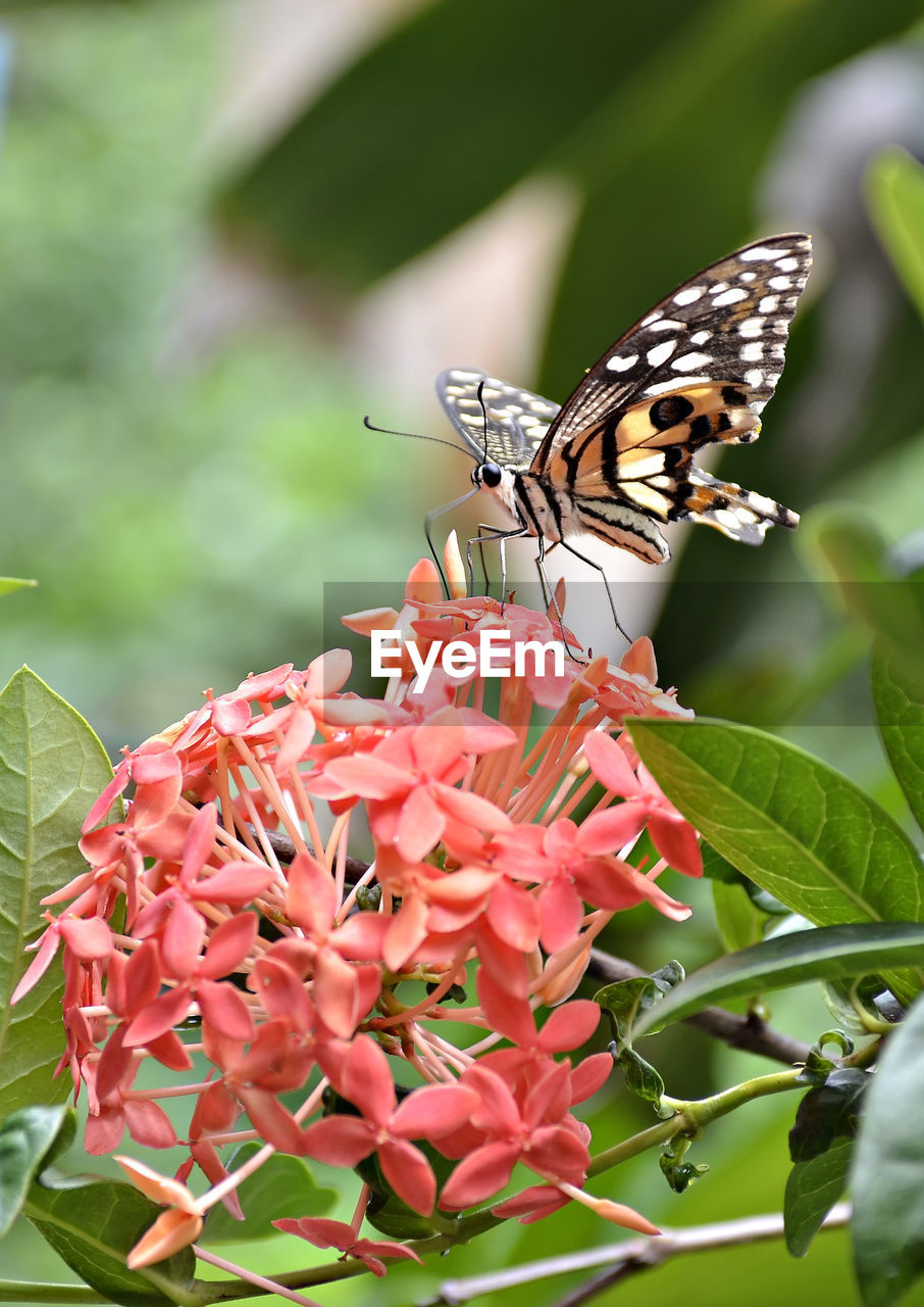 Butterfly on flowers