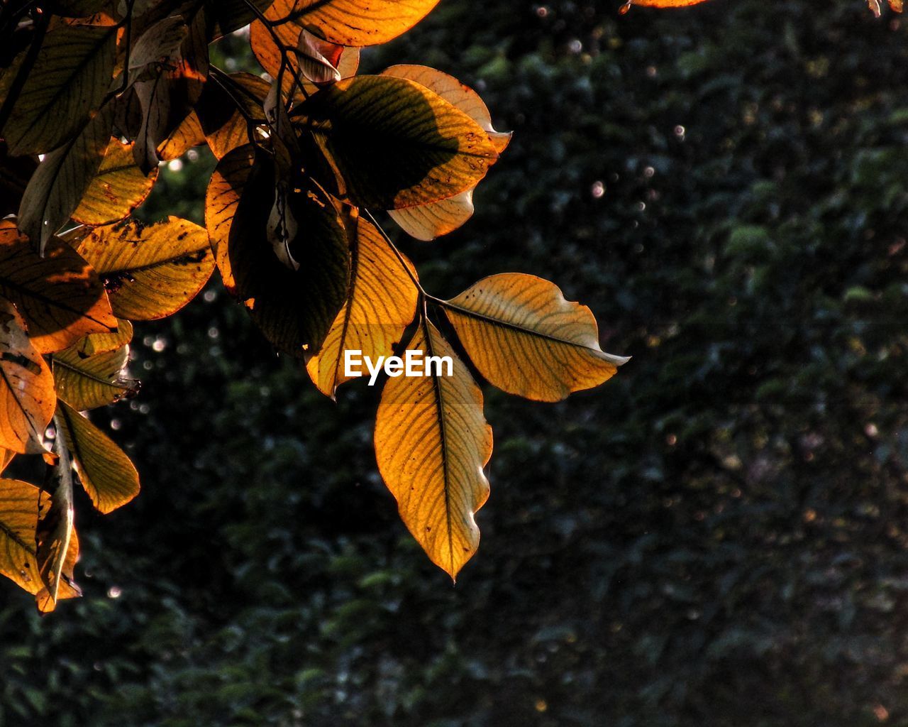 CLOSE-UP OF LEAVES ON TREE