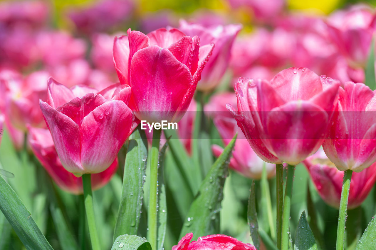 CLOSE-UP OF PINK TULIP TULIPS