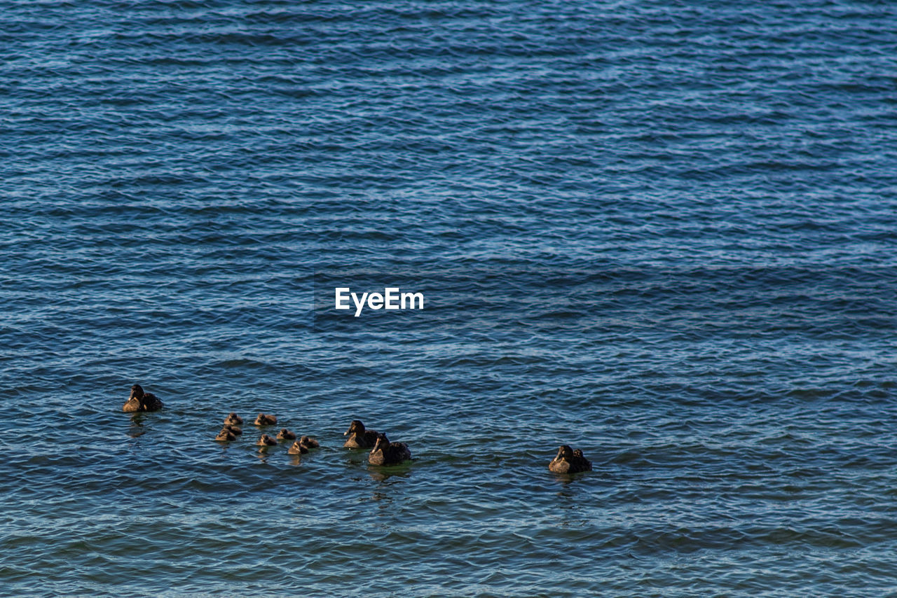 DUCKS SWIMMING IN SEA