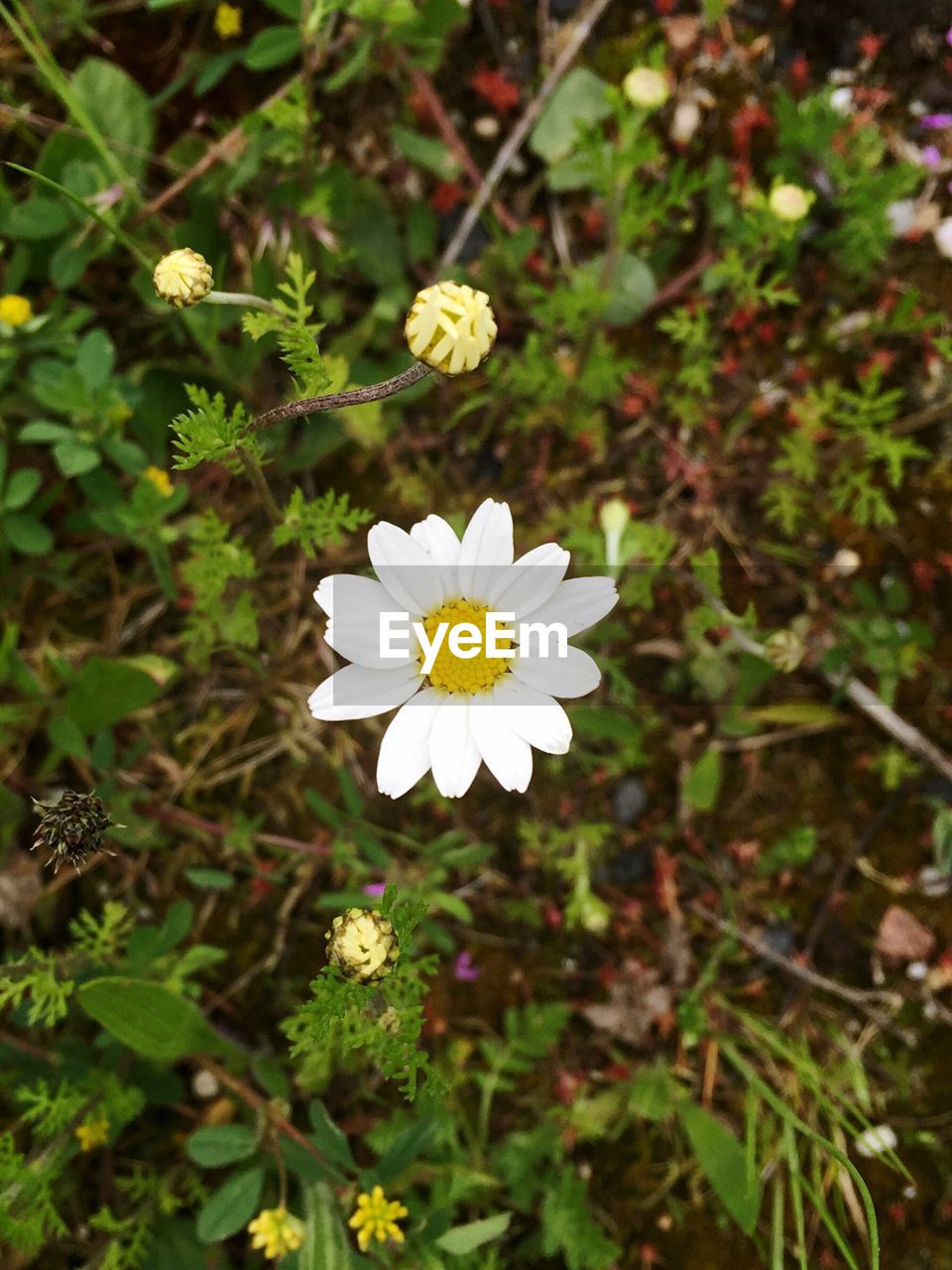 Close-up of white daisy blooming outdoors