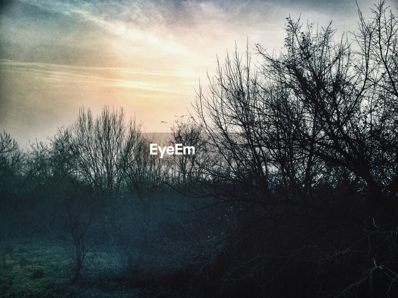 BARE TREES AGAINST SKY