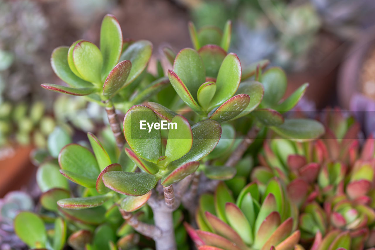 CLOSE-UP OF SUCCULENT PLANTS