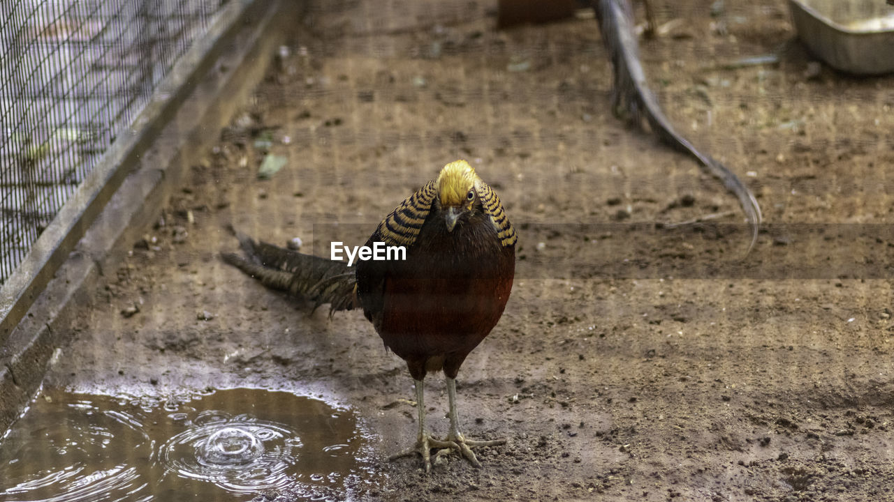 HIGH ANGLE VIEW OF A BIRD IN A FIELD