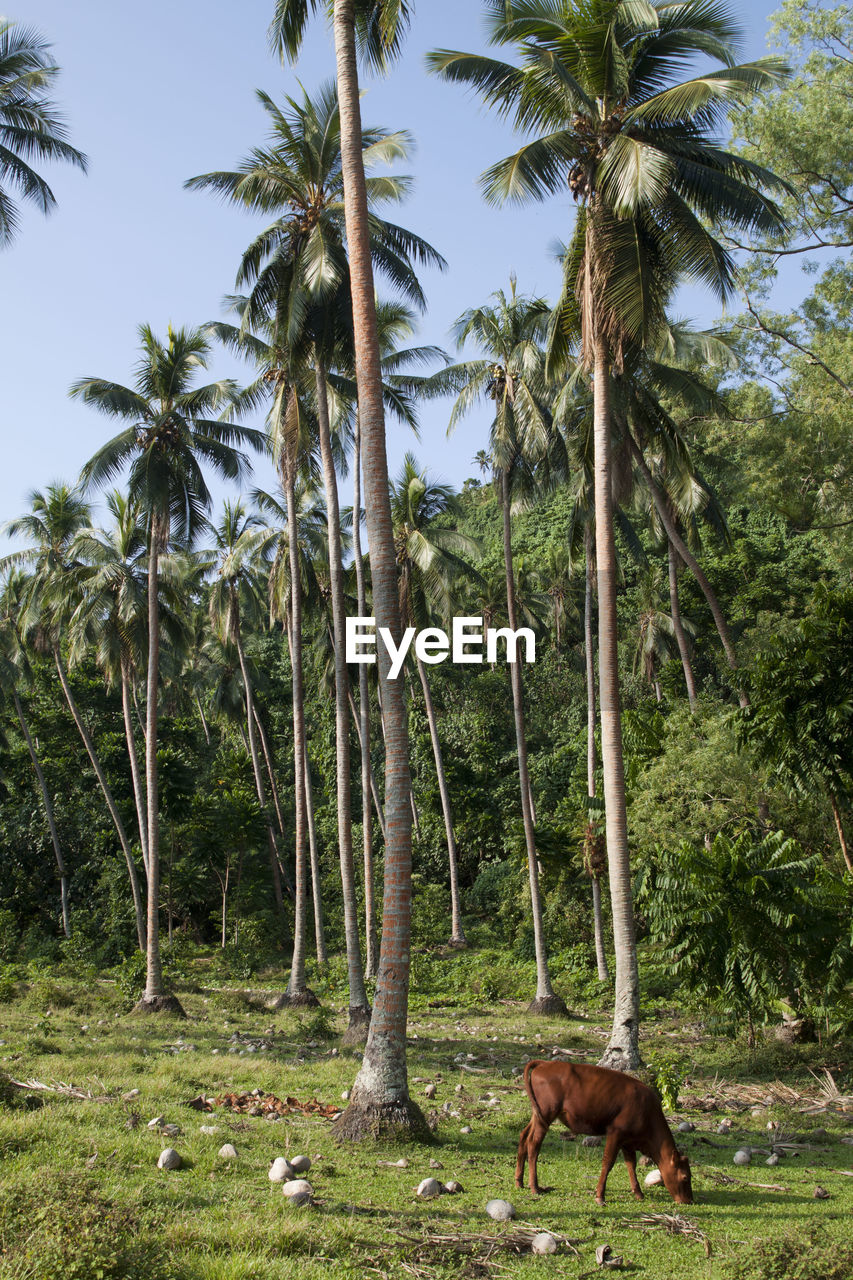 View of cow under coconut palm trees