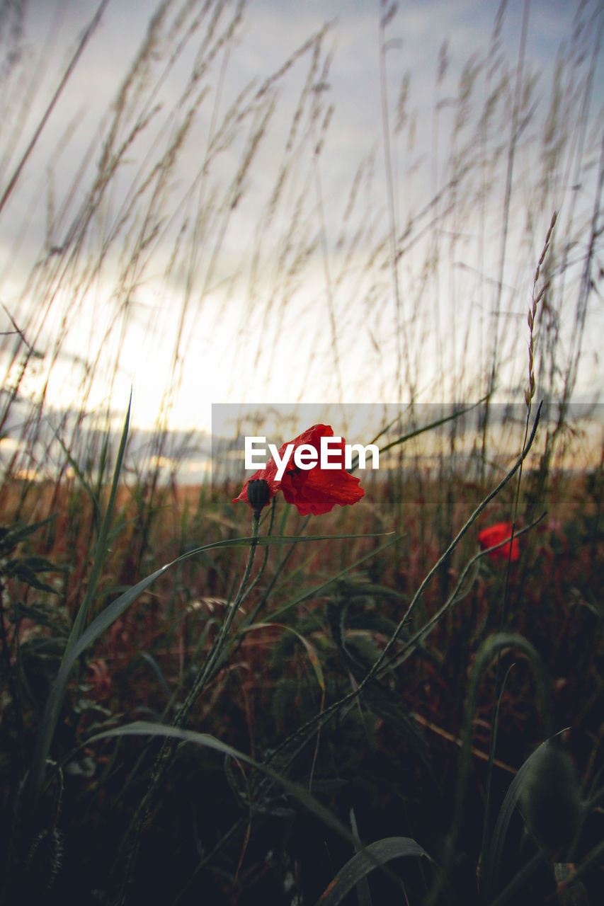 CLOSE-UP OF RED POPPY FLOWERS IN FIELD