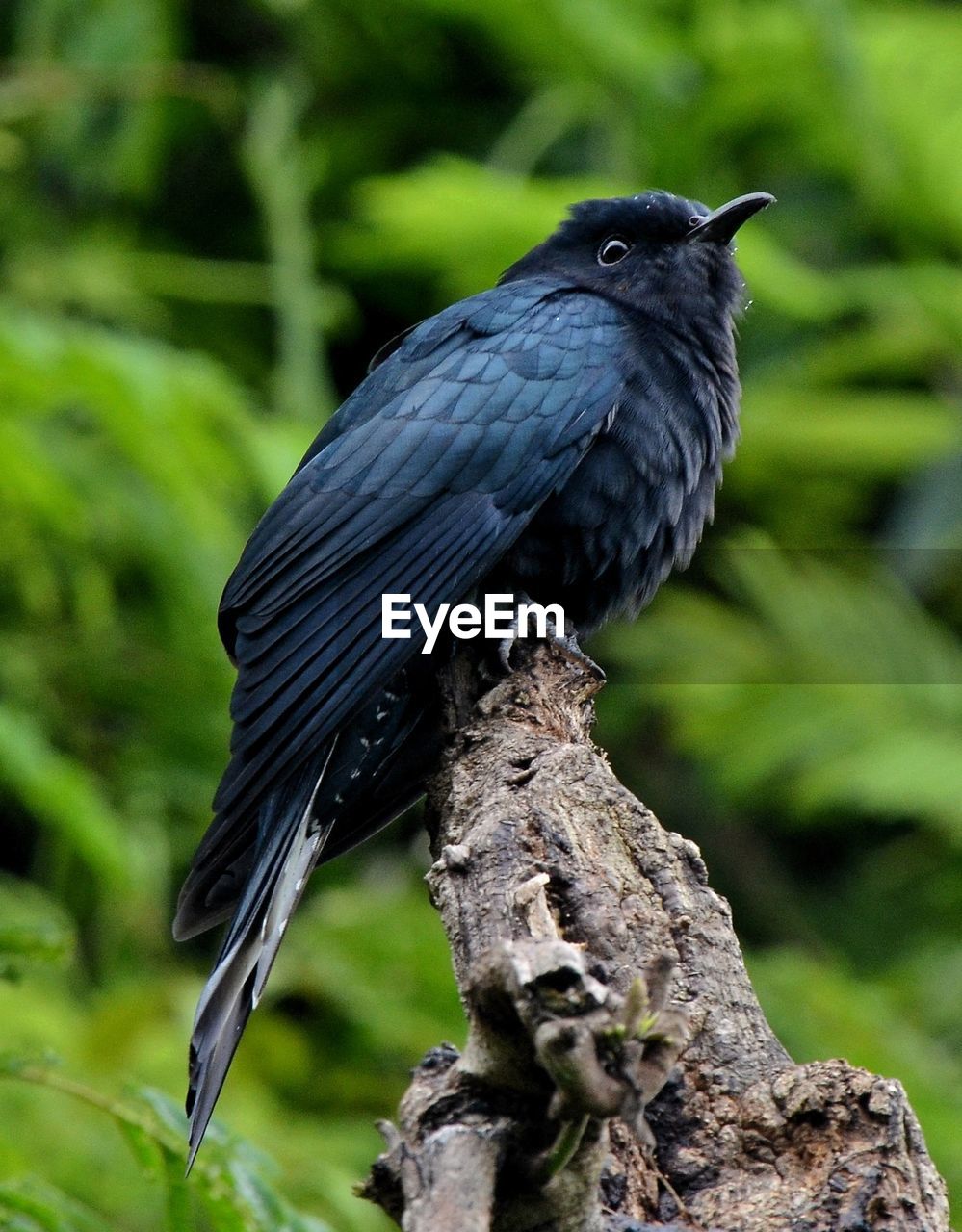 CLOSE-UP OF BIRD PERCHING ON BRANCH