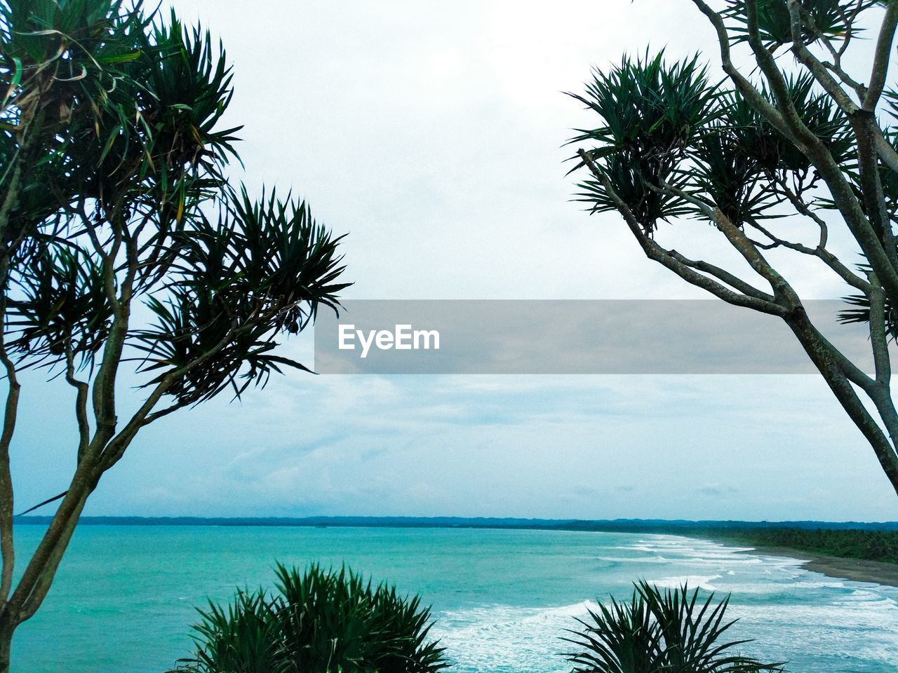 PALM TREE BY SEA AGAINST SKY