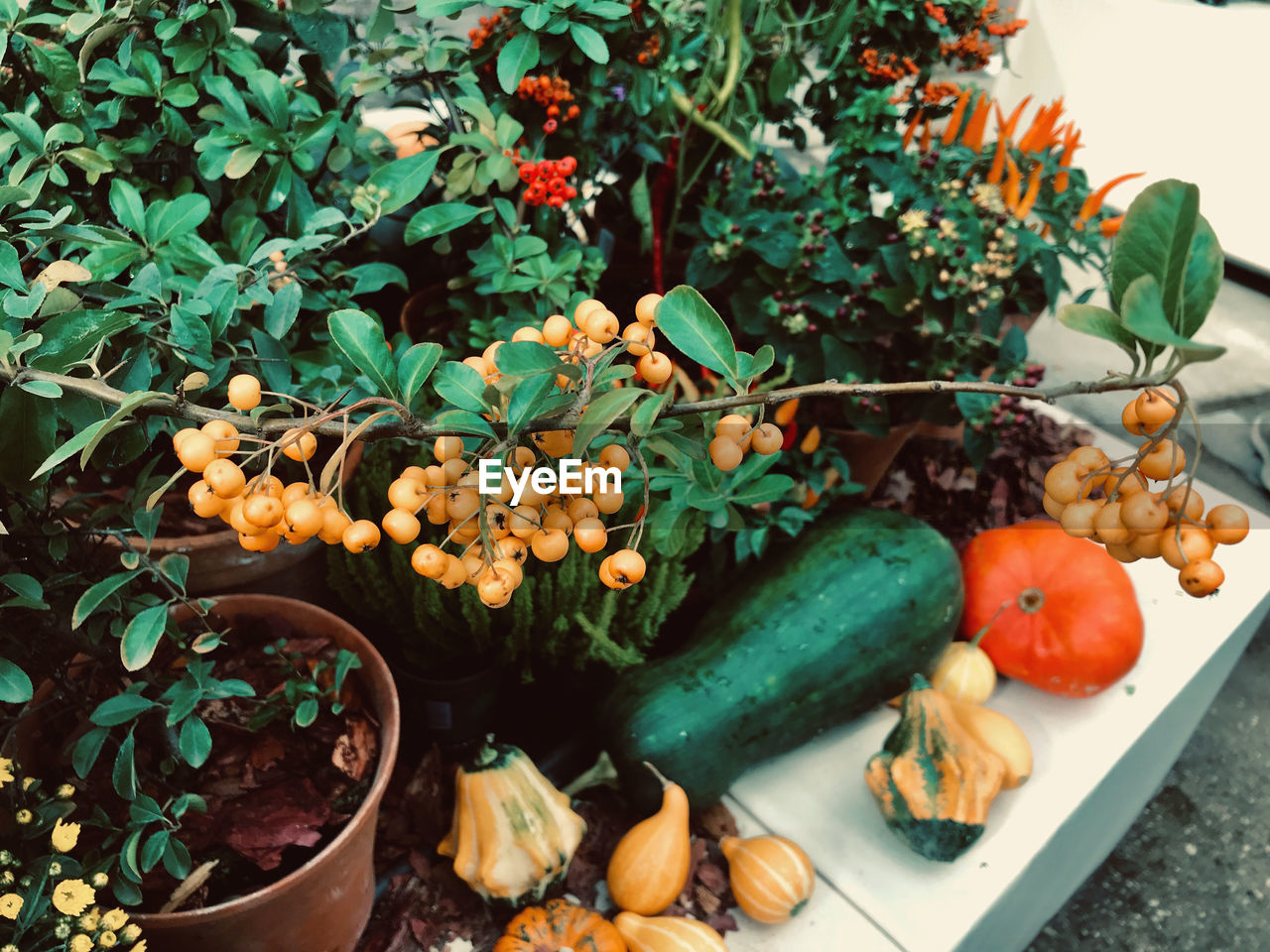 HIGH ANGLE VIEW OF FRUITS AND POTTED PLANTS