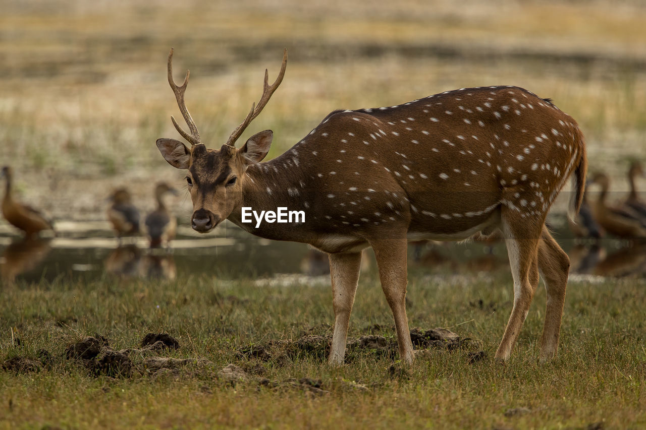 DEER STANDING ON FIELD