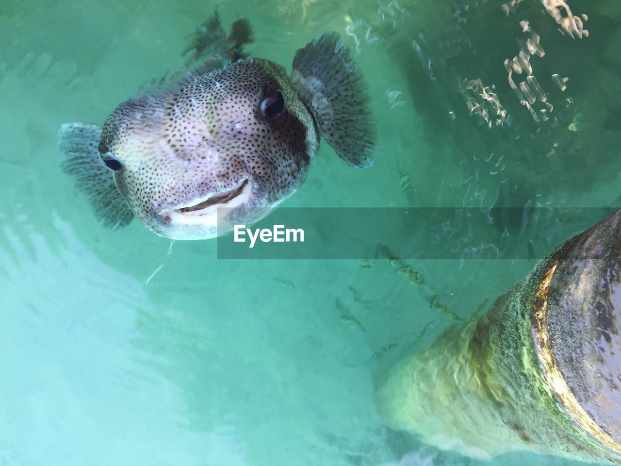 HIGH ANGLE VIEW OF TURTLE IN SWIMMING