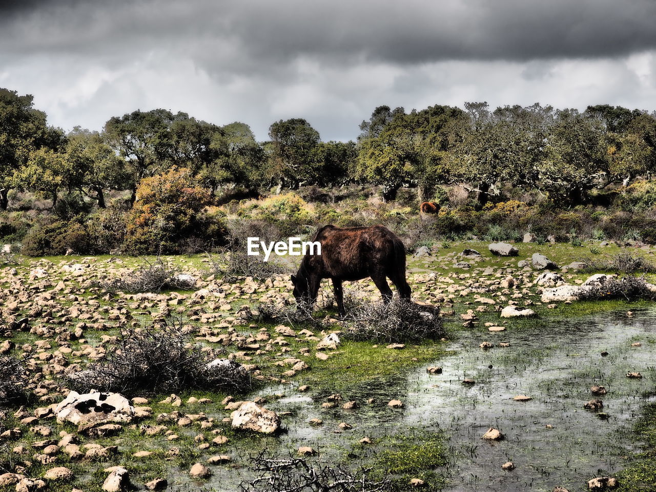 HORSE GRAZING IN FIELD