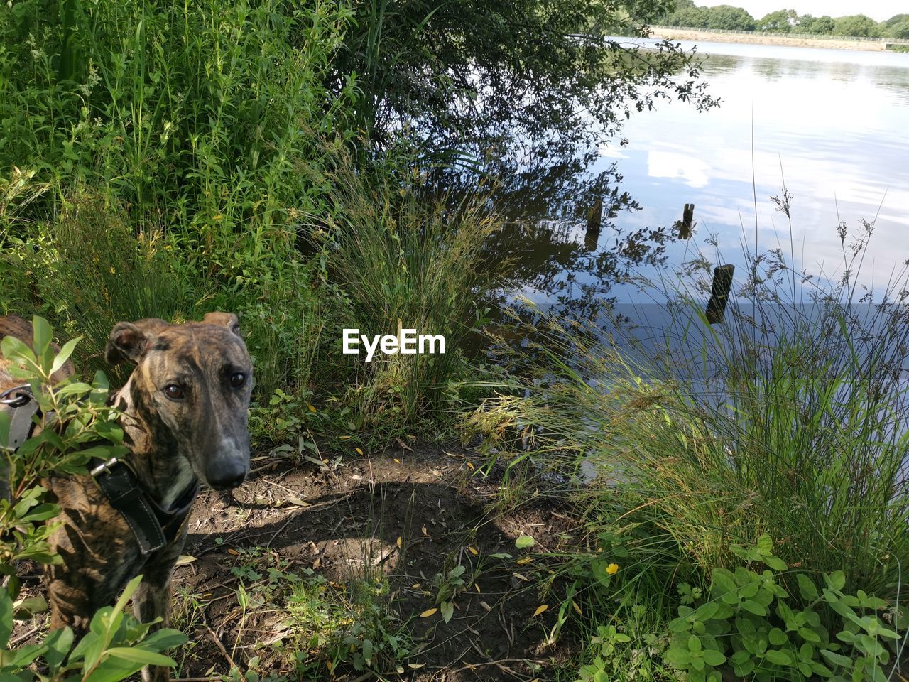 View of a lake-photo bomb greyhound