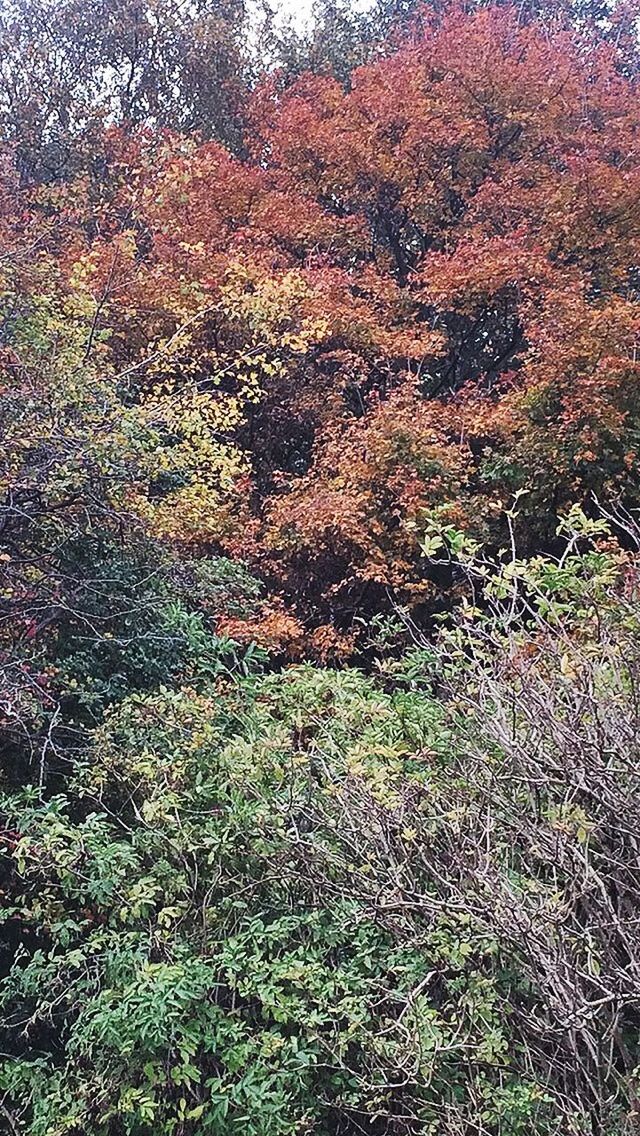 PLANTS GROWING ON FIELD