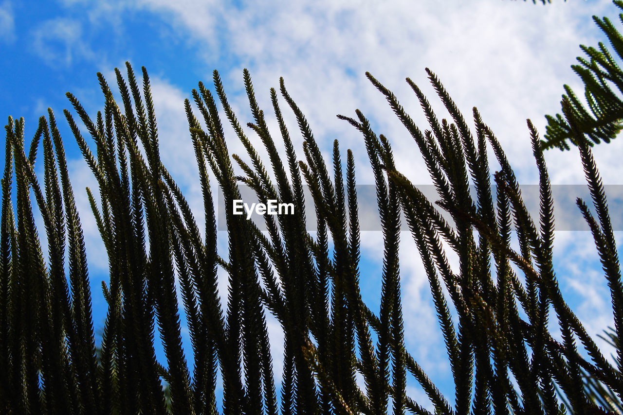 LOW ANGLE VIEW OF CACTUS PLANT AGAINST SKY