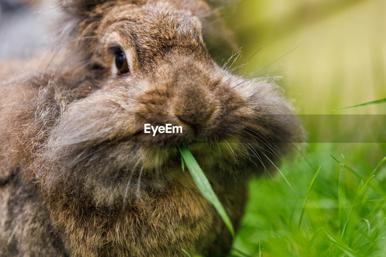 Close-up of rabbit