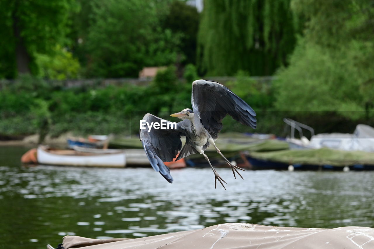 rear view of bird on lake