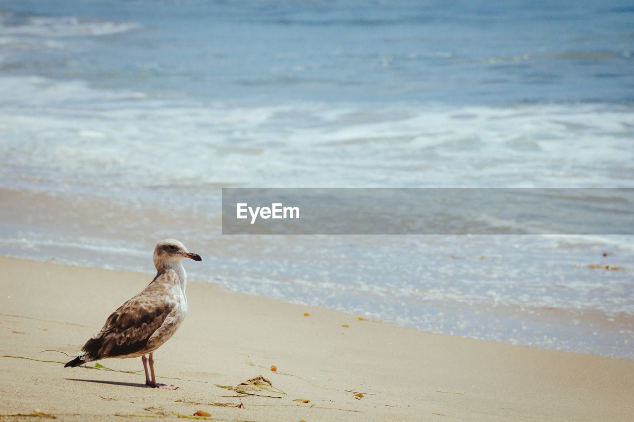 Seagull at beach