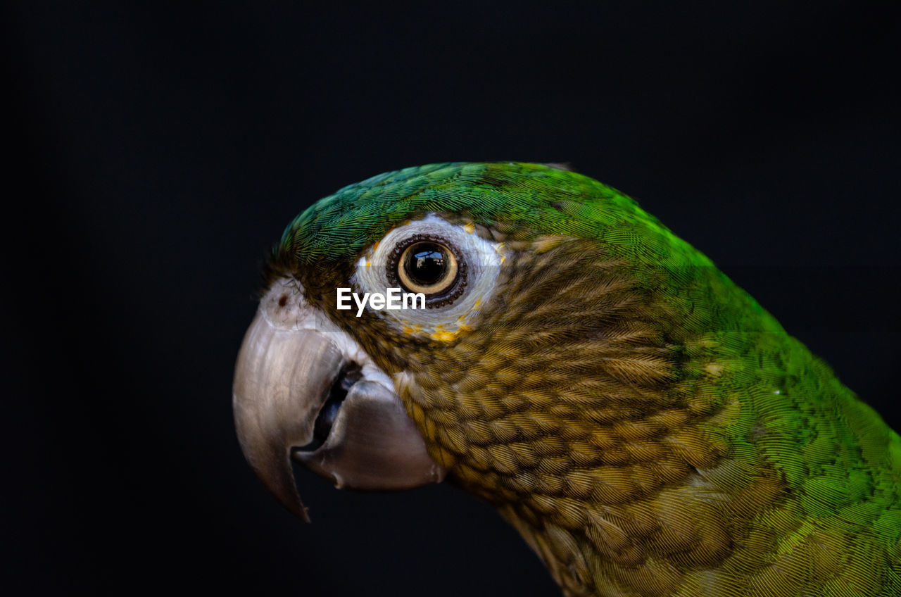 Close-up of parrot against black background