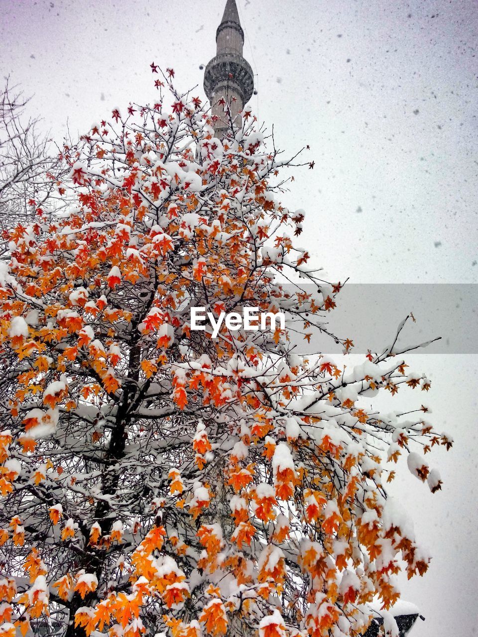 Low angle view of flowers on tree