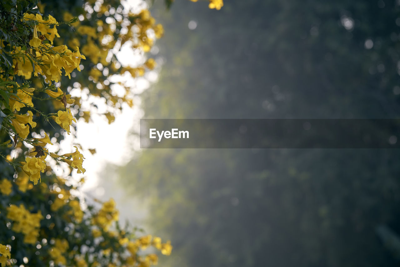 CLOSE-UP OF TREE AGAINST SKY