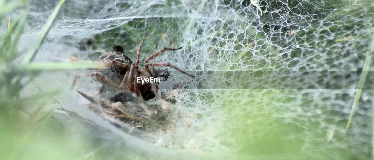 CLOSE-UP OF SPIDER IN WEB