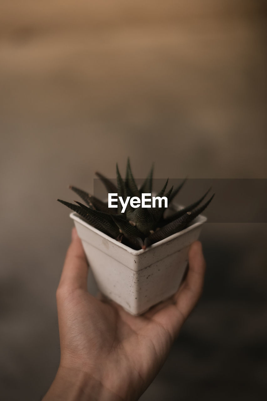 Close-up of person hand holding potted plant