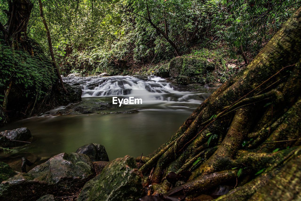 VIEW OF WATERFALL IN FOREST