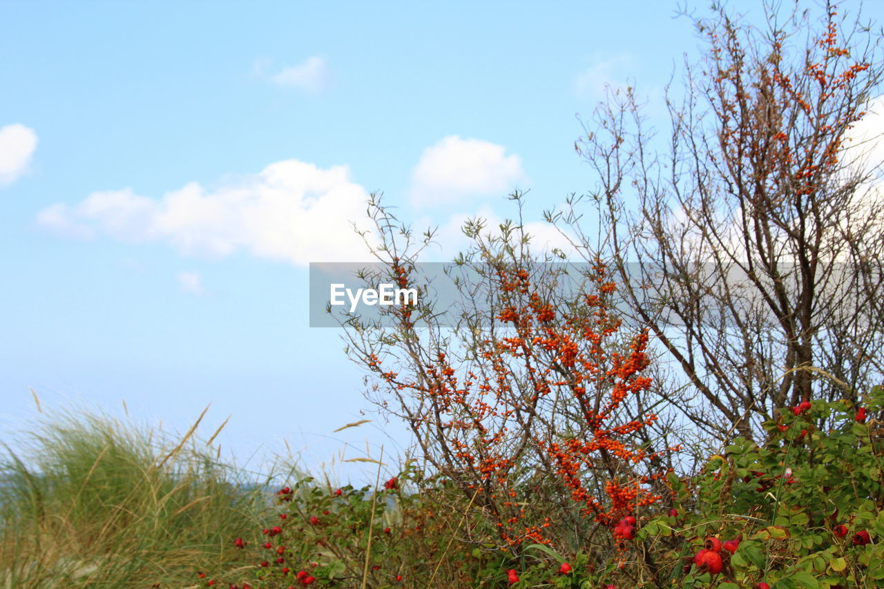 LOW ANGLE VIEW OF FLOWERING TREES AGAINST SKY