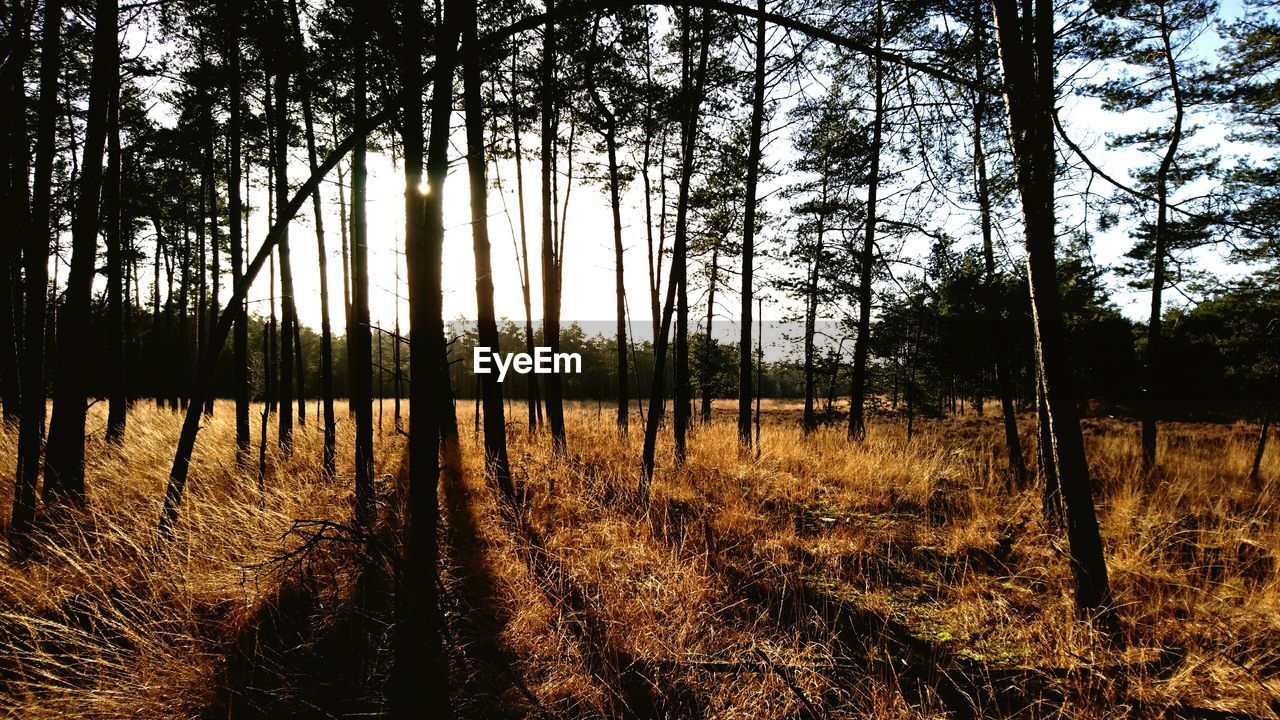 VIEW OF TREES IN FOREST AGAINST SKY