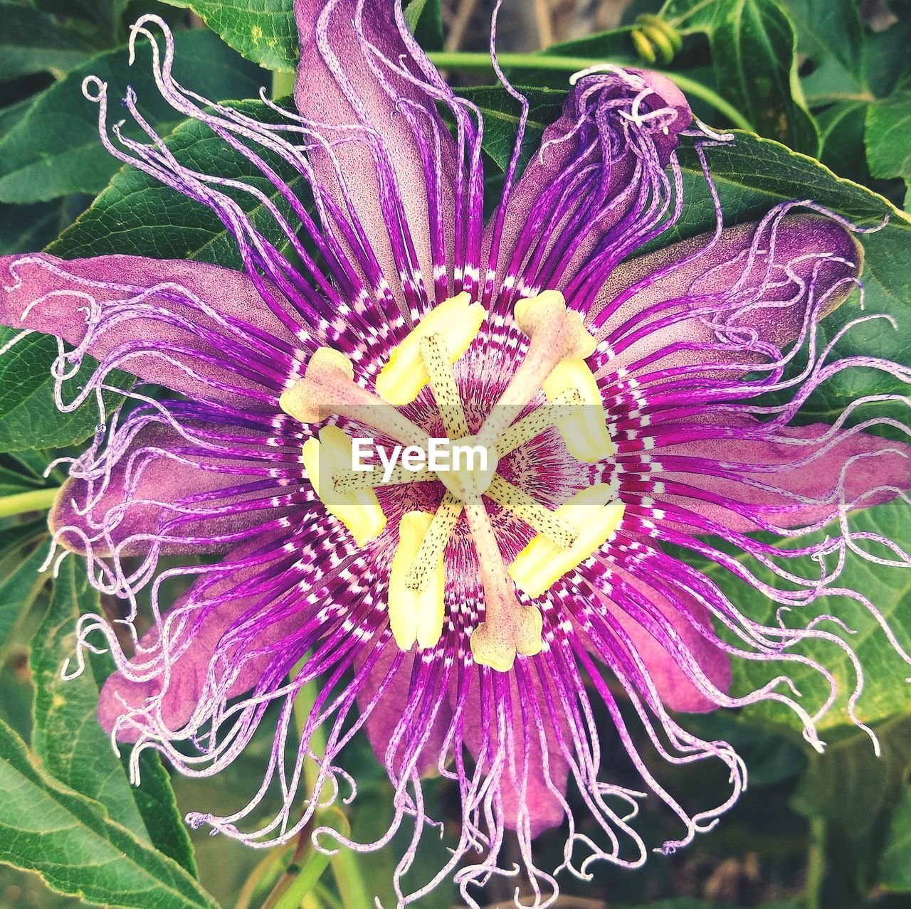 CLOSE-UP OF PASSION FLOWER BLOOMING OUTDOORS