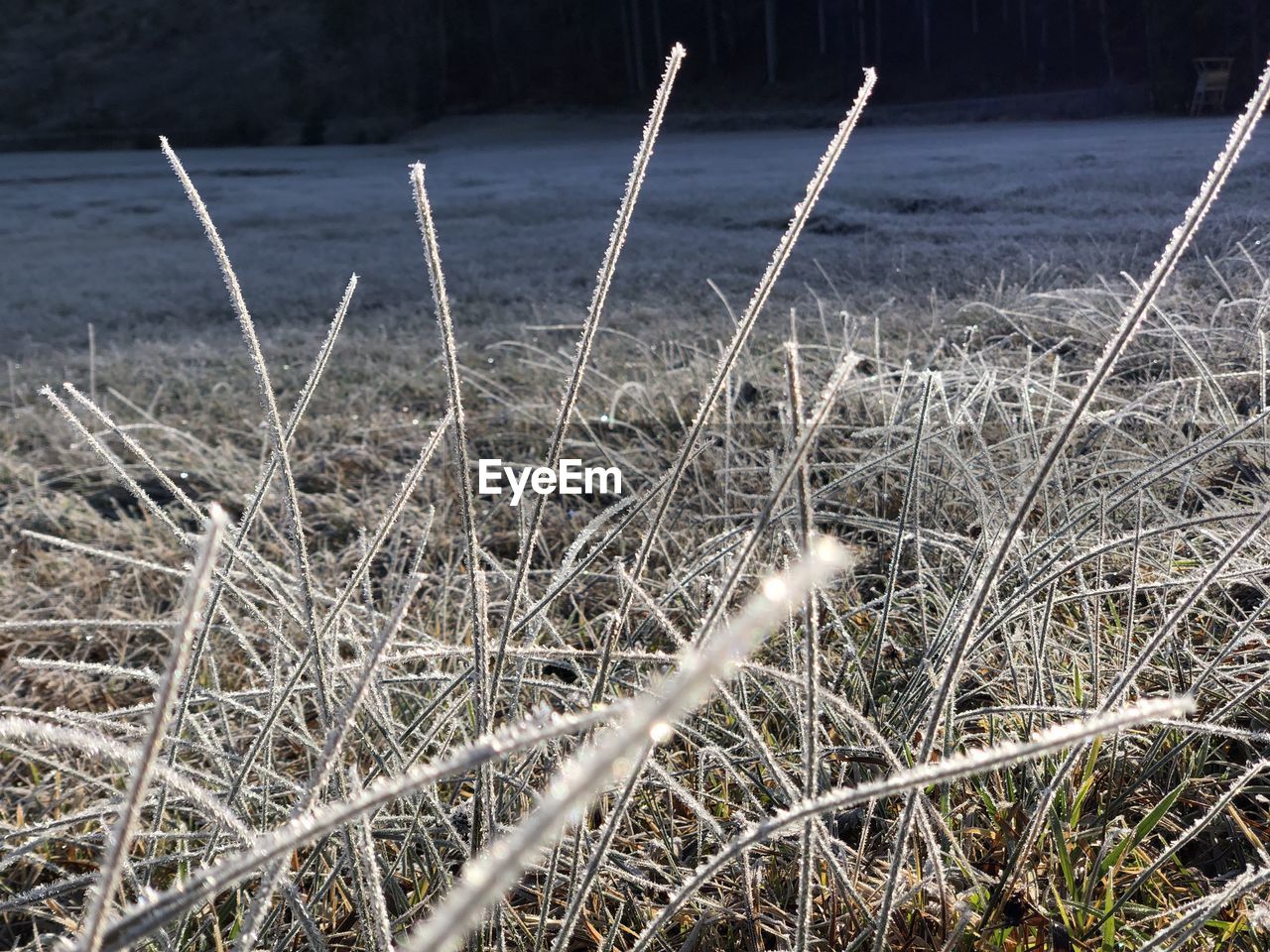 CLOSE-UP OF DRY GRASS ON FIELD